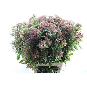 Viburnum Ti Red Spirit L 100