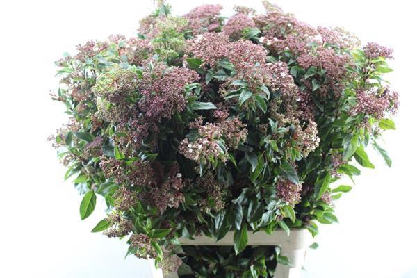 <h4>Viburnum Ti Red Spirit L 100</h4>