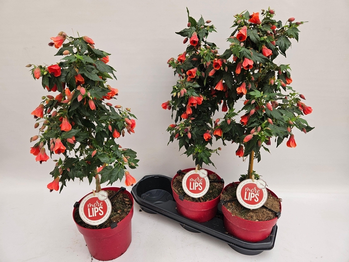 <h4>ABUT RED TRUMPET</h4>