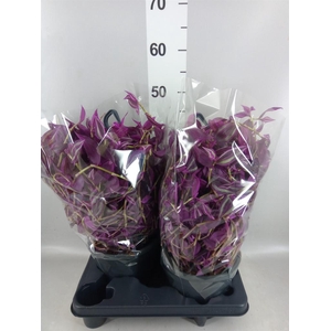 Tradescantia zebr. 'Pink Paradise'