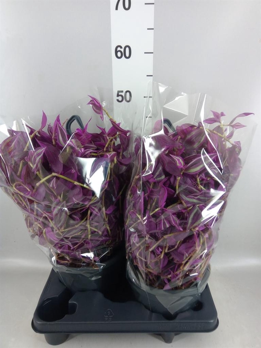 <h4>Tradescantia zebr. 'Pink Paradise'</h4>