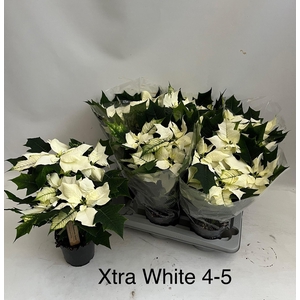 EUPHOR PULCHERRIM OV