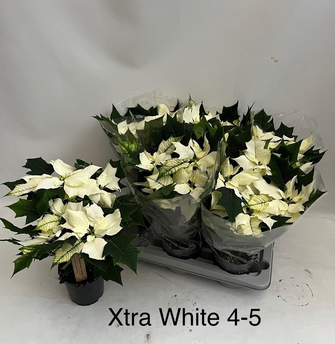 <h4>EUPHOR PULCHERRIM OV</h4>