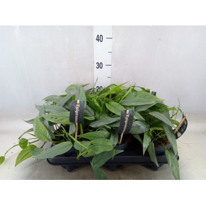 Epipremnum pinn. 'Cebu Blue'
