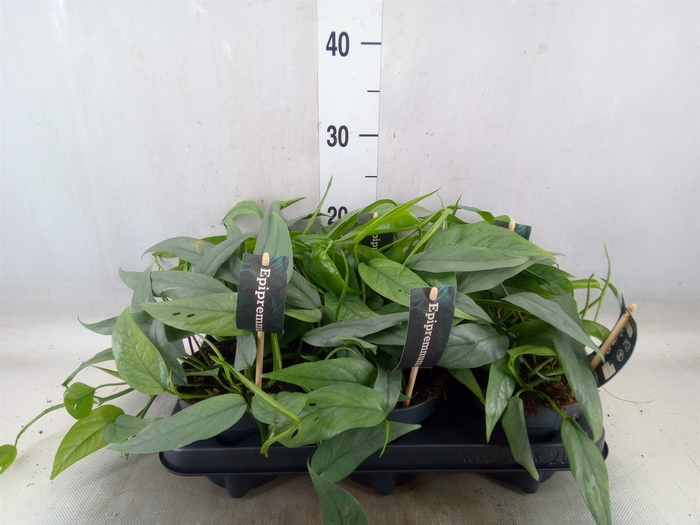 <h4>Epipremnum pinn. 'Cebu Blue'</h4>