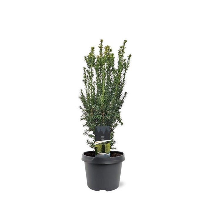 <h4>Taxus media 'Hillii'</h4>