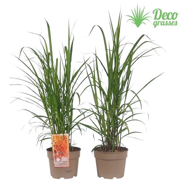 <h4>Miscanthus sinensis 'Purpurescens'</h4>