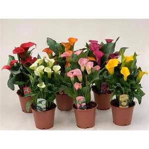 Zantedeschia Mix