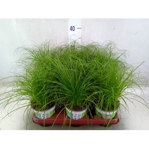 Cyperus alternifolius 'Zumula'
