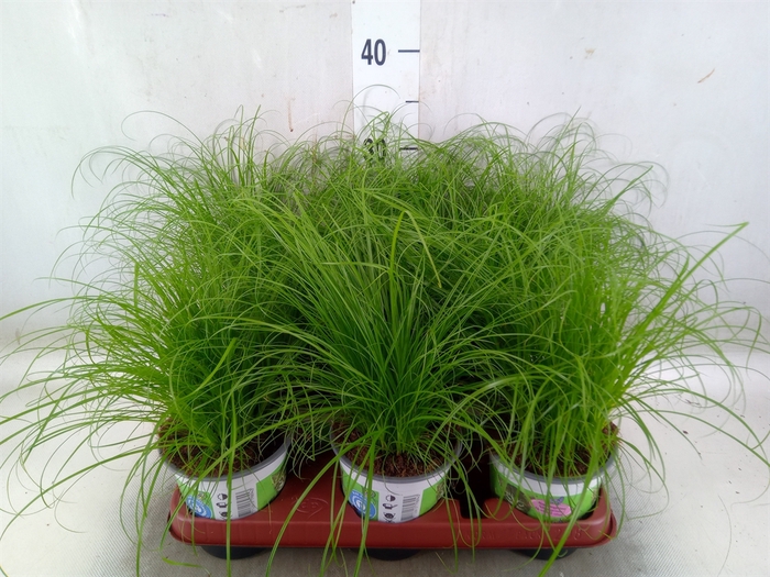 <h4>Cyperus alternifolius 'Zumula'</h4>