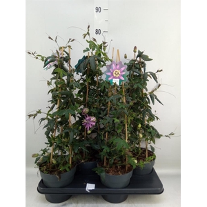 Passiflora 'Amethyst Beauty'