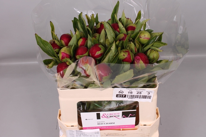 <h4>Paeonia Red Charm</h4>