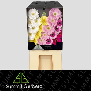 Germini Mix Dream Sweet Diamond