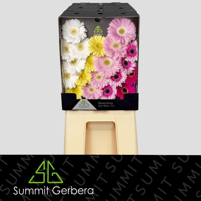 <h4>Germini Mix Dream Sweet Diamond</h4>