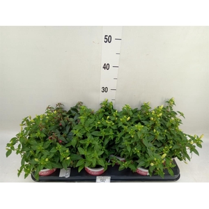 Fuchsia  'Bella Fuchsia Sophia'