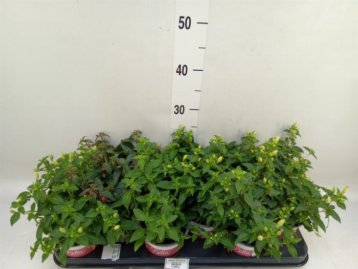 <h4>Fuchsia  'Bella Fuchsia Sophia'</h4>