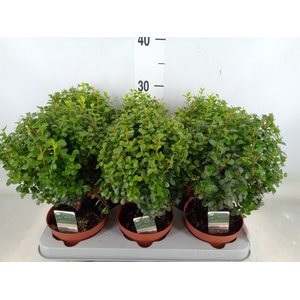 Myrsine africana