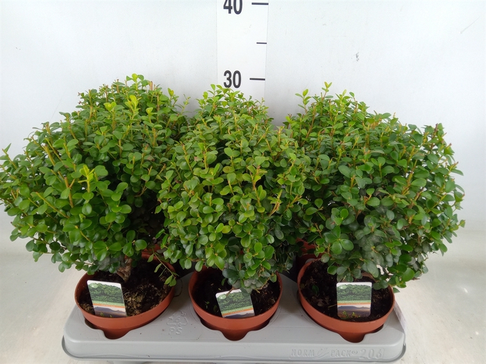 <h4>Myrsine africana</h4>