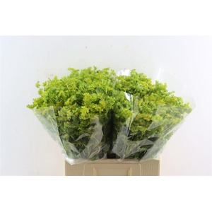 Bupleurum Griffithii