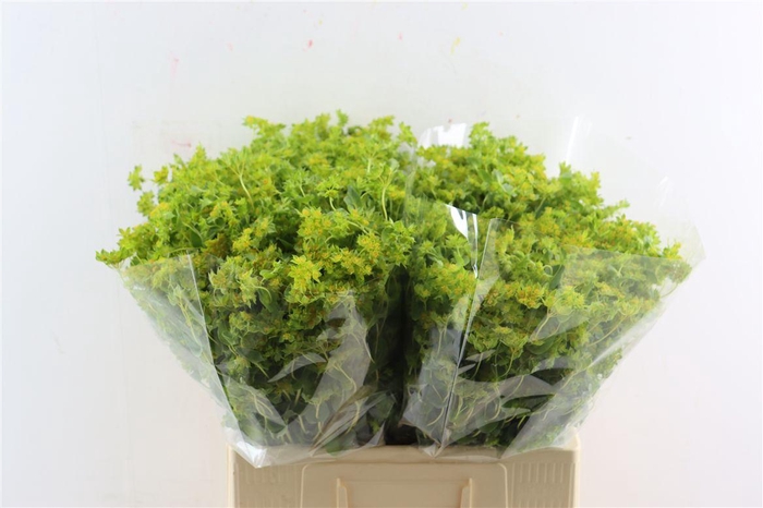<h4>Bupleurum Griffithii</h4>