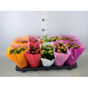 Kalanchoe blos. 'Perfecta'  ..mix 5