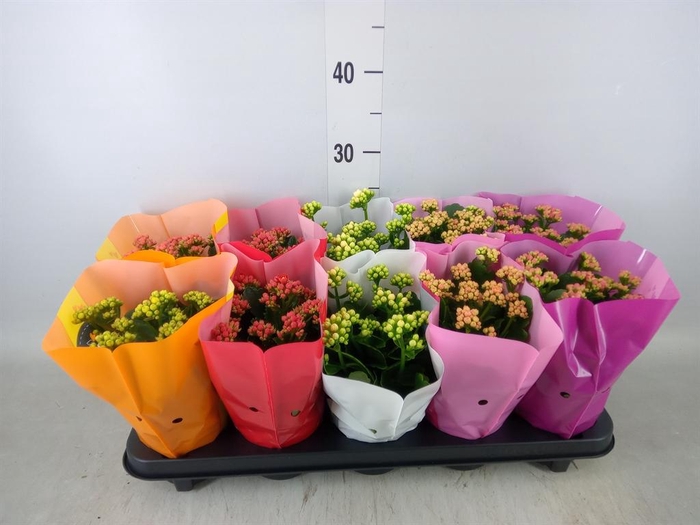 <h4>Kalanchoe blos. 'Perfecta'  ..mix 5</h4>