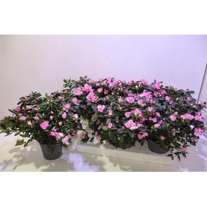 arr8 Rhodo Si Hulsten