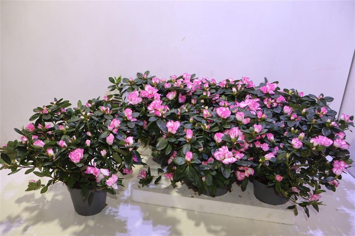 <h4>arr8 Rhodo Si Hulsten</h4>