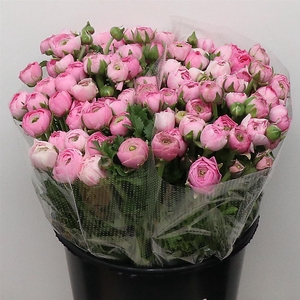 Ran El Pink Extra (sal)