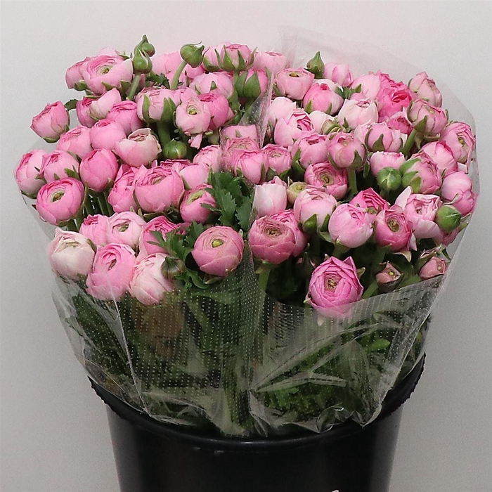 <h4>Ran El Pink Extra (sal)</h4>