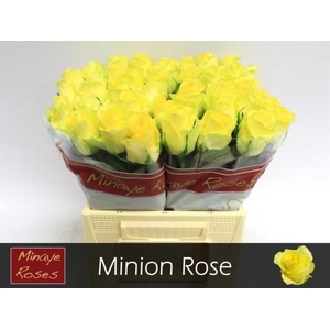 Rosa large minion rose