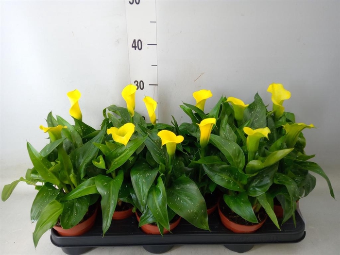 <h4>Zantedeschia   ...</h4>