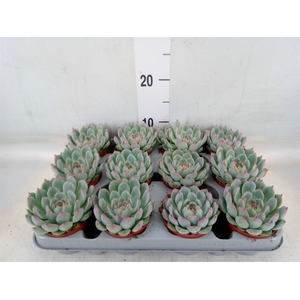 Echeveria   ...