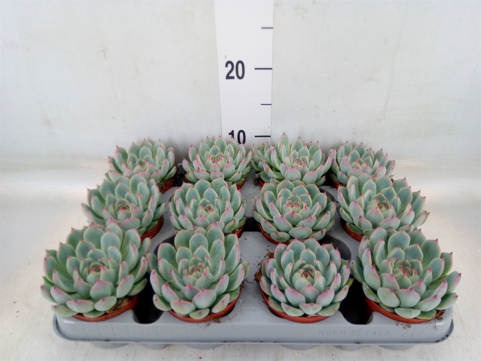 <h4>Echeveria   ...</h4>