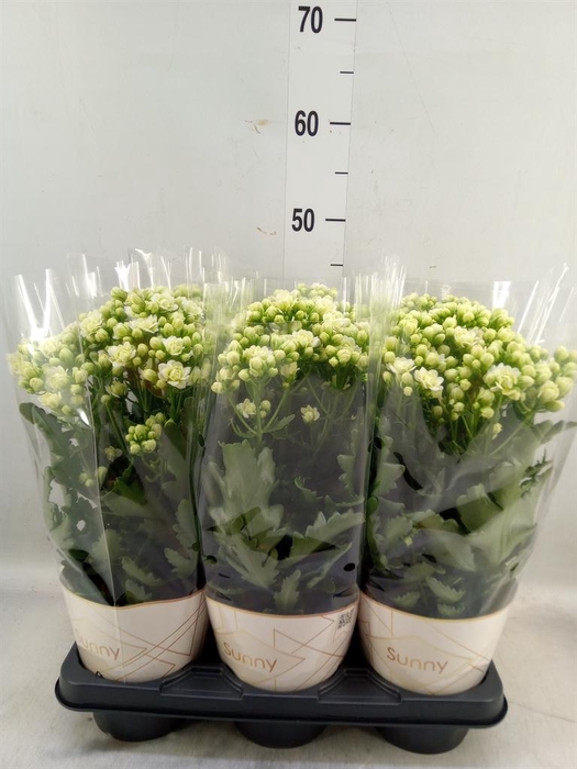 <h4>Kalanchoe  'Sunny White'</h4>