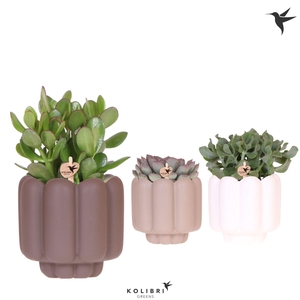 Kolibri Greens Succulenten mix in Retro pot sand mix