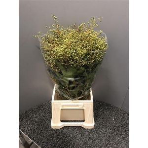 Ligustrum Japonicum Texanum
