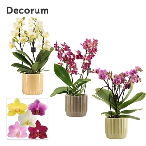 Phalaenopsis dazzling melange 3-4 tak in Liam (Nature world-coll