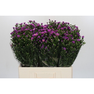 Aster Casarosa