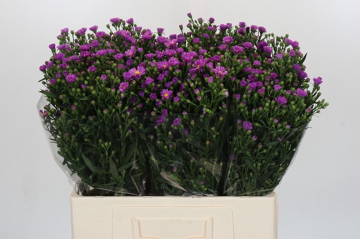 <h4>Aster Casarosa</h4>