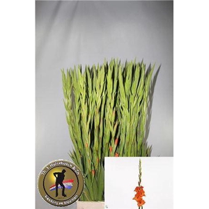 Glad Gr Pr Of Orange