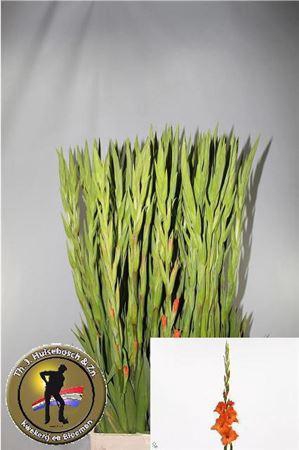 <h4>Glad Gr Pr Of Orange</h4>