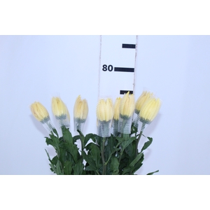 ANASTASIA DARK SUNNY 070 CM AMARELO