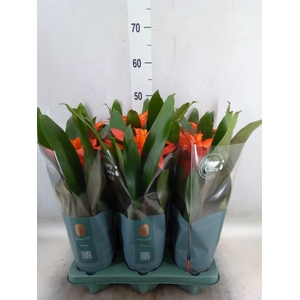 Guzmania  'Fiero Orange'