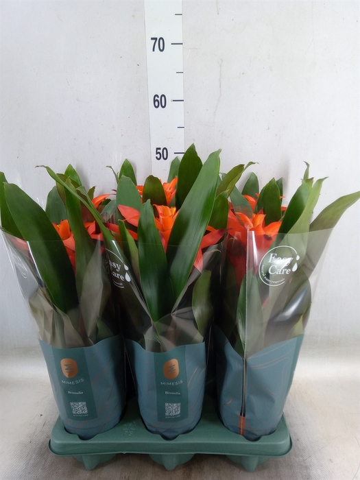 <h4>Guzmania  'Fiero Orange'</h4>