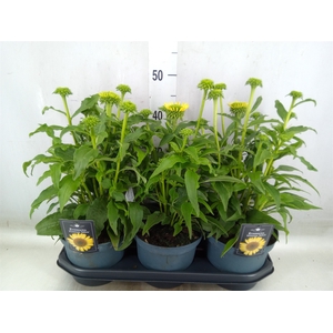 Echinacea  'Sombrero Lemon Yellow'