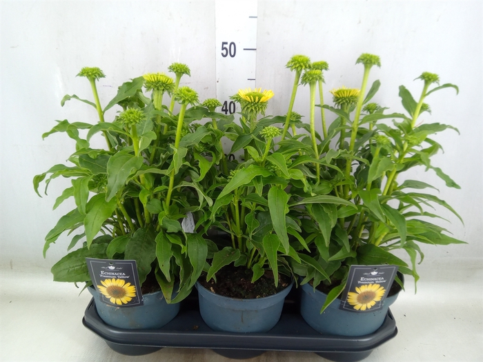 <h4>Echinacea  'Sombrero Lemon Yellow'</h4>