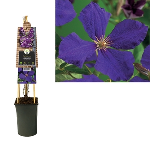 Clematis 'Jackmanii' +3.0 label