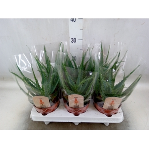 Aloe arborescens
