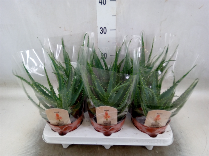 <h4>Aloe arborescens</h4>